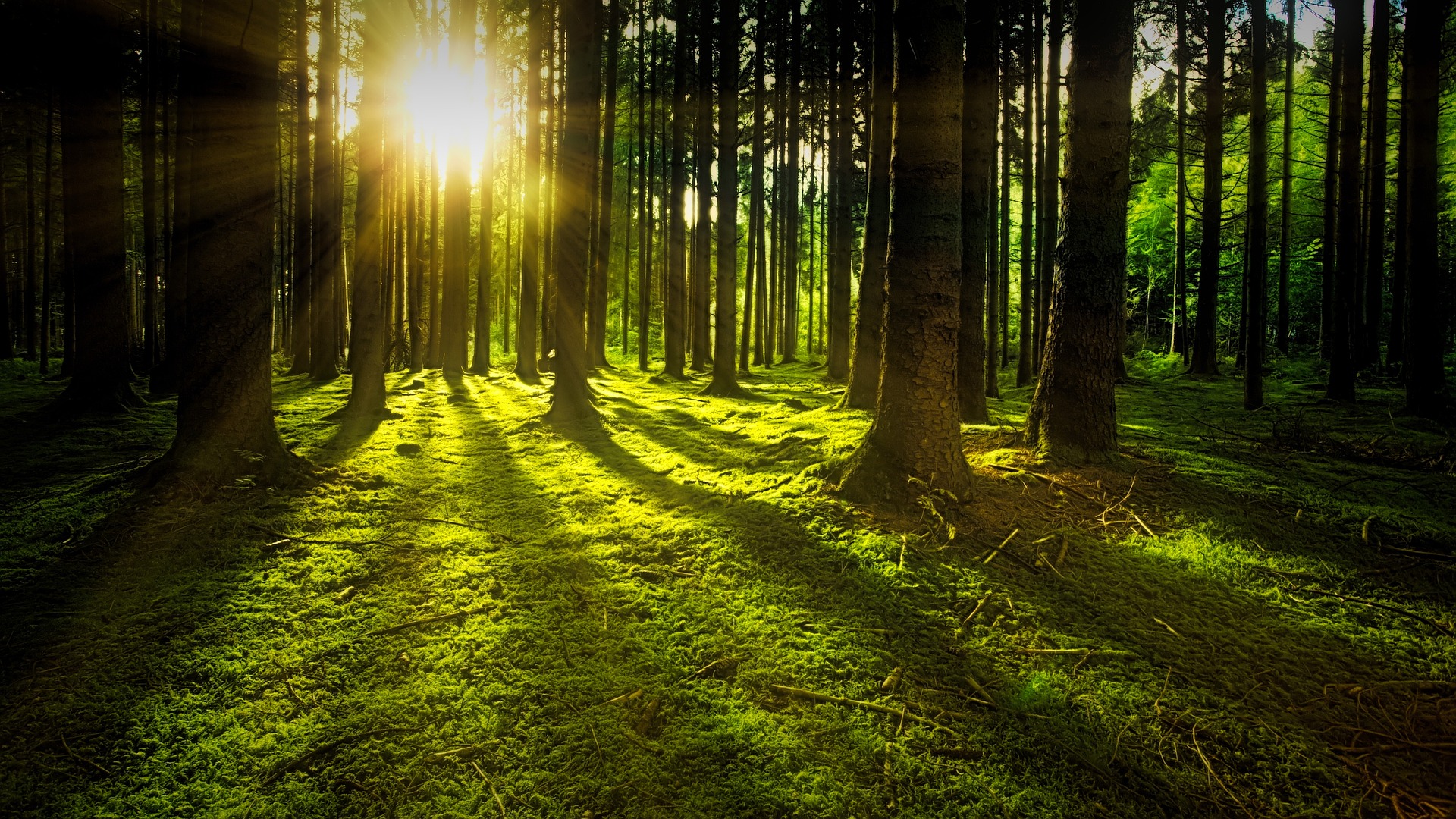 trees-3294681_1920